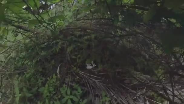 正在爬行的常春藤植物在野外灌木丛中攀爬 — 图库视频影像