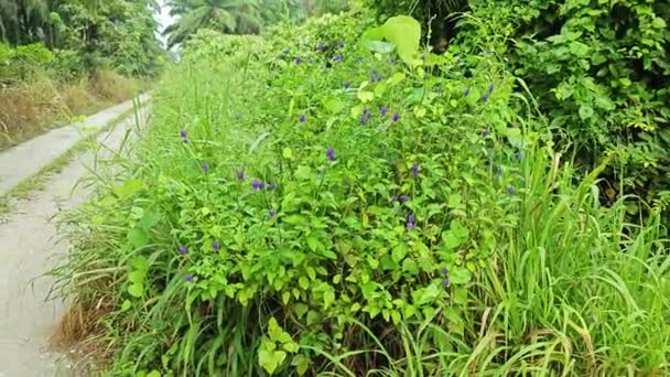 Wilde Sträucher Der Stachytarpheta Jamaicensis Pflanze — Stockvideo