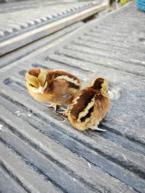 Küçük kırmızı orman kuşu yavrularının yakın çekimi..