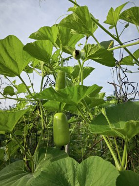 Asma ağacında asılı Lagenaria siceraria meyvesi.