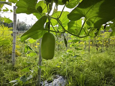 Asma ağacında asılı Lagenaria siceraria meyvesi.