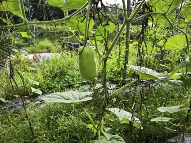 Asma ağacında asılı Lagenaria siceraria meyvesi.