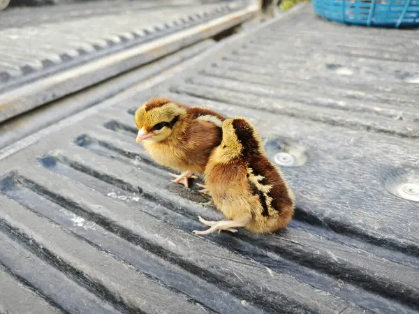 Küçük kırmızı orman kuşu yavrularının yakın çekimi..