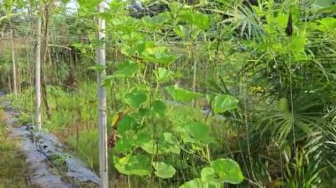 Asma ağacında asılı Lagenaria siceraria meyvesi. 