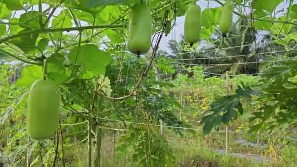 Lagenaria Siceraria Gyümölcs Lóg Szőlőn — Stock videók