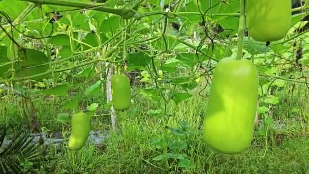 Lagenaria Siceraria Fruit Hanging Vine Tree — Stock Video