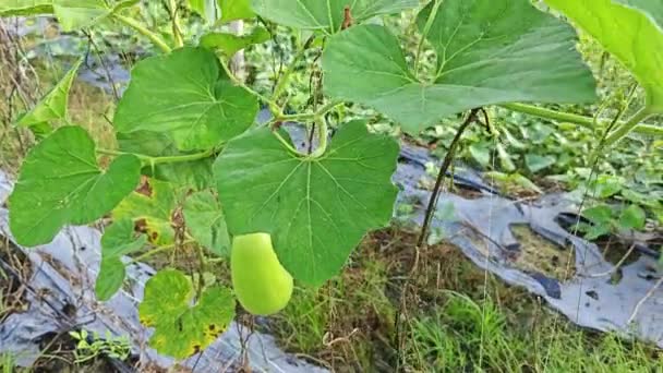 Lagenaria Siceraria Fruits Suspendus Sur Vigne — Video