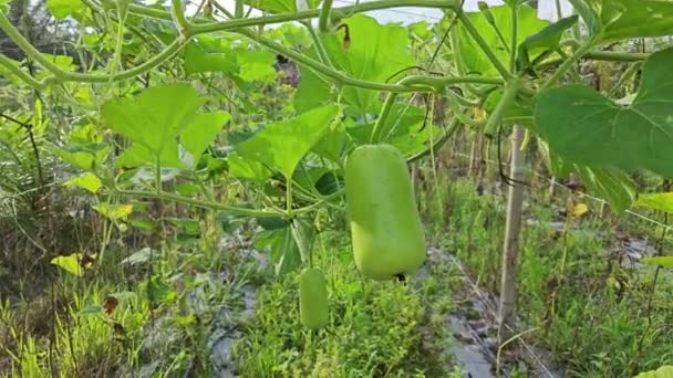 Lagenaria Siceraria Fruits Suspendus Sur Vigne — Video