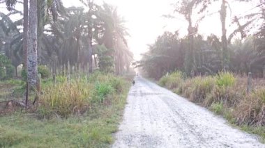 Vahşi çiftlikte başıboş gezen siyah bir köpek.