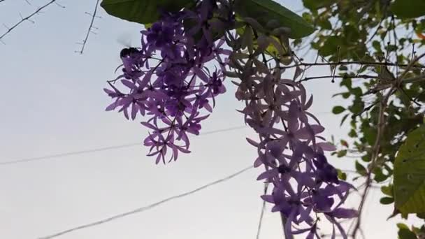 サンドペーパーのブドウの花の周りを飛んでいるシルエットのバンブル蜂を見上げる — ストック動画