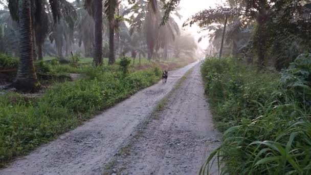 Cão Preto Vadio Vagando Plantação Selvagem — Vídeo de Stock