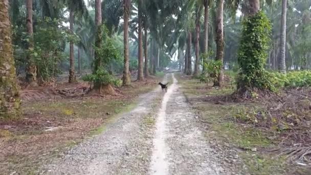 Randagio Cane Nero Girovagare Nella Piantagione Selvaggia — Video Stock