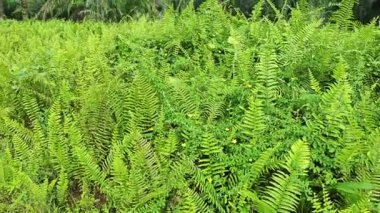 Çalı gibi yeşil çayır Nephrolepis biserrata eğreltiotu yapraklarıyla dolu..