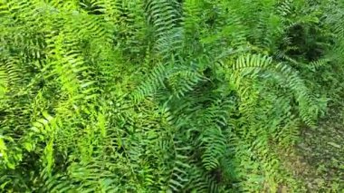 Çalı gibi yeşil çayır Nephrolepis biserrata eğreltiotu yapraklarıyla dolu..