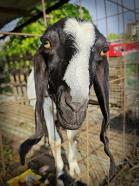 Keçi kafasını çitin kafesinden çıkartıyor..