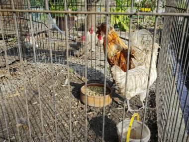 Avustralya türünü yetiştiren tavuklar kafeste..