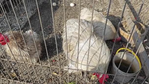 Cría Pollos Especies Australianas Jaula — Vídeo de stock