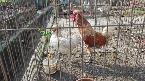 Rearing Australian Species Chickens Cage — Stock Video