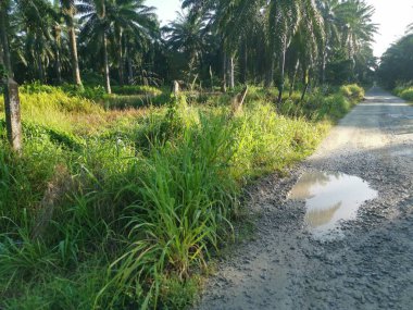Kırsal yol manzarası ya da vahşi çiftlik ya da çiftliğe giden yol 