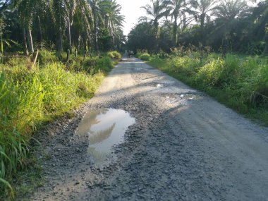 Kırsal yol manzarası ya da vahşi çiftlik ya da çiftliğe giden yol 