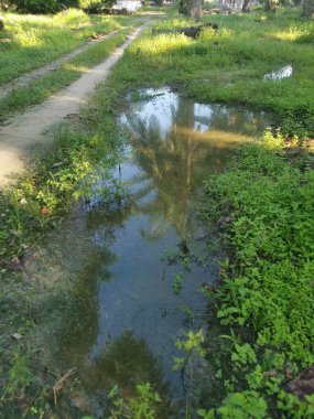 Kırsal yol manzarası ya da vahşi çiftlik ya da çiftliğe giden yol 
