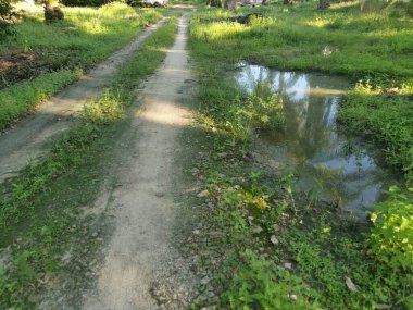 Kırsal yol manzarası ya da vahşi çiftlik ya da çiftliğe giden yol 
