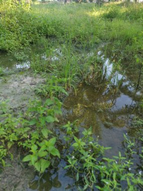 Kırsal yol manzarası ya da vahşi çiftlik ya da çiftliğe giden yol 