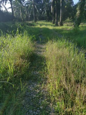 Çalı cüce fıskiyesi Çayırdaki çimenler. 