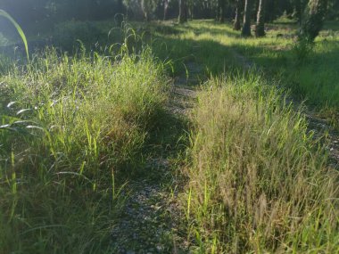 Çalı cüce fıskiyesi Çayırdaki çimenler. 