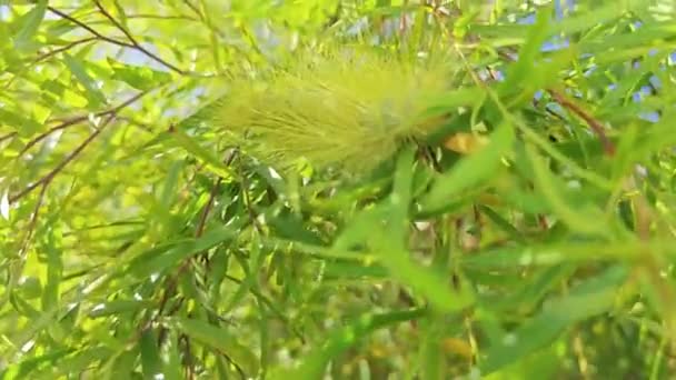 Gelbe Haarige Raupe Auf Weidenblättern — Stockvideo