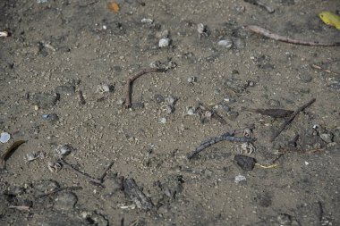 Kumsalda küçük kum baloncukları..