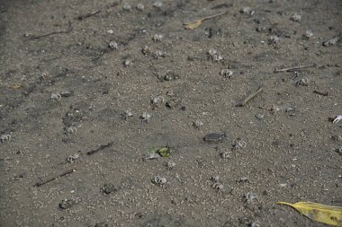 Kumsalda küçük kum baloncukları..