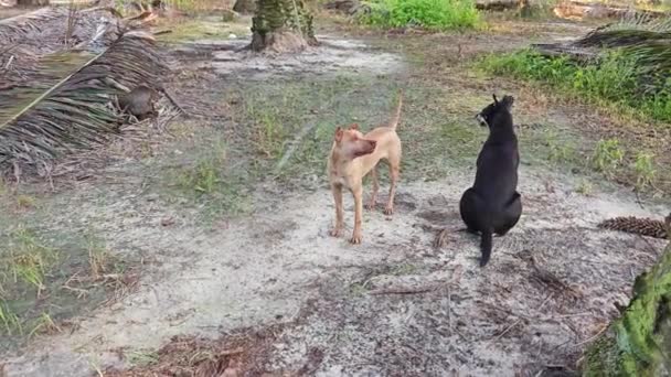 Cani Randagi Che Giocano Nella Piantagione Palma Olio — Video Stock