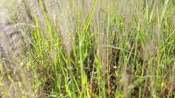 草地上茂密的矮喷泉草的镜头 — 图库视频影像