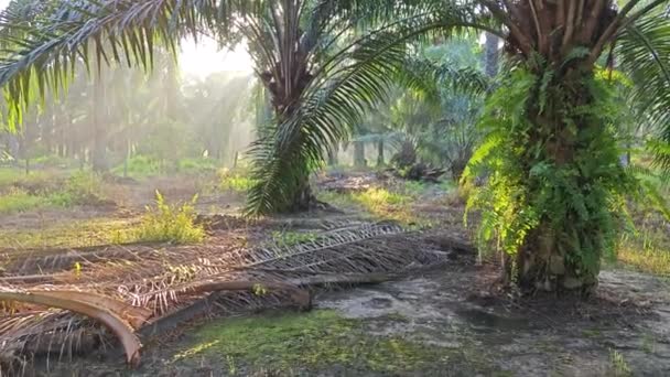 Časné Ranní Slunce Palmových Plantážích Oleje — Stock video