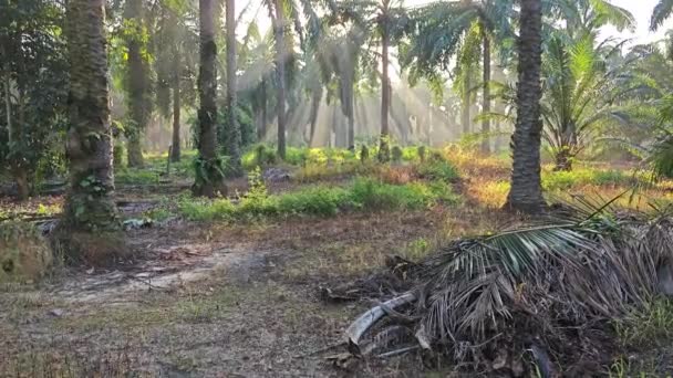 Tidig Morgon Solljus Olja Palm Plantering Äng — Stockvideo
