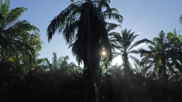 Dini Hari Sinar Matahari Perkebunan Kelapa Sawit Padang Rumput — Stok Video