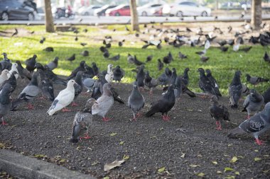 Şehir parkının çevresinde başıboş dolaşan vahşi güvercin sürüsü..