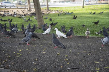 Şehir parkının çevresinde başıboş dolaşan vahşi güvercin sürüsü..