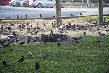 Şehir parkının çevresinde başıboş dolaşan vahşi güvercin sürüsü..