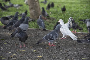 Şehir parkının çevresinde başıboş dolaşan vahşi güvercin sürüsü..