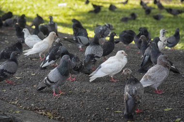 Şehir parkının çevresinde başıboş dolaşan vahşi güvercin sürüsü..