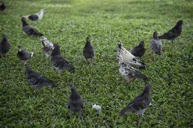 Şehir parkının çevresinde başıboş dolaşan vahşi güvercin sürüsü..