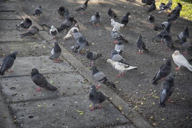 Şehir parkının çevresinde başıboş dolaşan vahşi güvercin sürüsü..