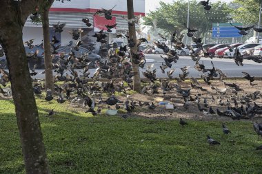 Şehir parkının çevresinde başıboş dolaşan vahşi güvercin sürüsü..