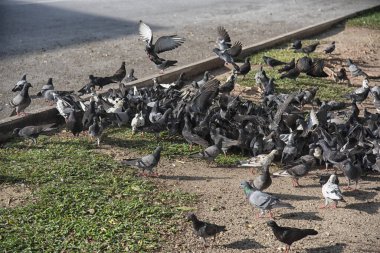 Şehir parkının çevresinde başıboş dolaşan vahşi güvercin sürüsü..