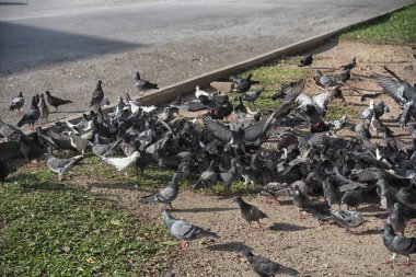 Şehir parkının çevresinde başıboş dolaşan vahşi güvercin sürüsü..