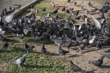 Şehir parkının çevresinde başıboş dolaşan vahşi güvercin sürüsü..