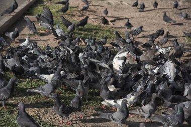 Şehir parkının çevresinde başıboş dolaşan vahşi güvercin sürüsü..