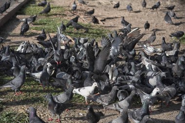 Şehir parkının çevresinde başıboş dolaşan vahşi güvercin sürüsü..